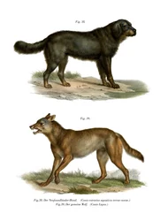 Perro de Terranova